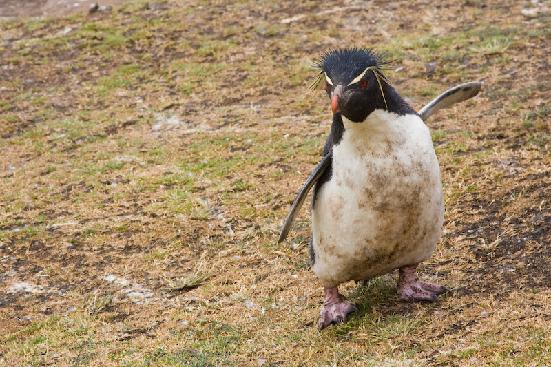 Rockhopper Penguin